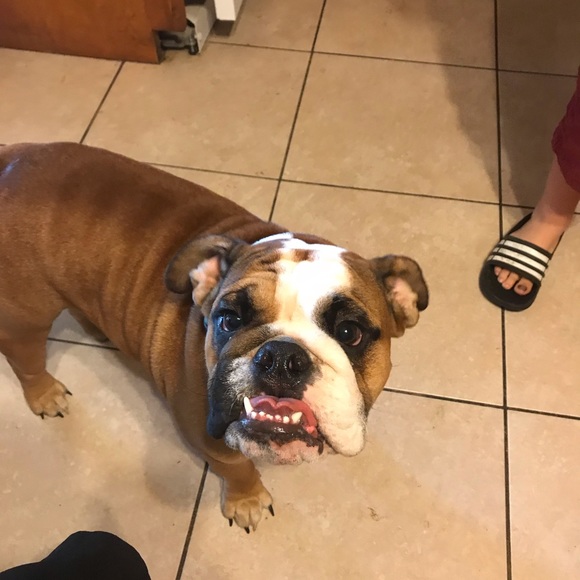 Meet your Posher, Robin - Picture 1 of 1